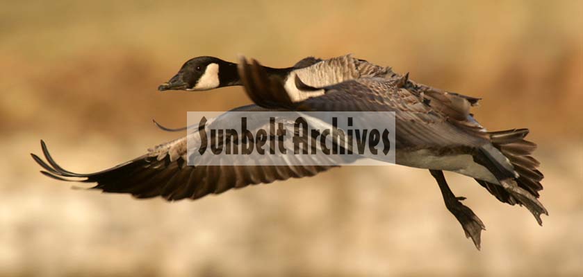 Canada_Goose_in_flight;honker